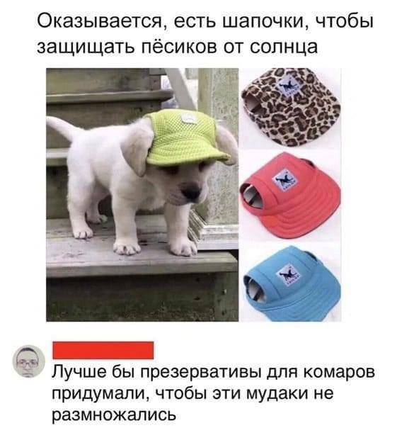 Оказывается есть шапочки чтобы защищать пёсиков от солнца ГТ г Лучше бы презервативы для комаров придумали чтобы эти мудаки ие размножались