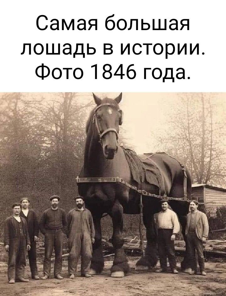 Самая большая лошадь в истории Фото 1846 года