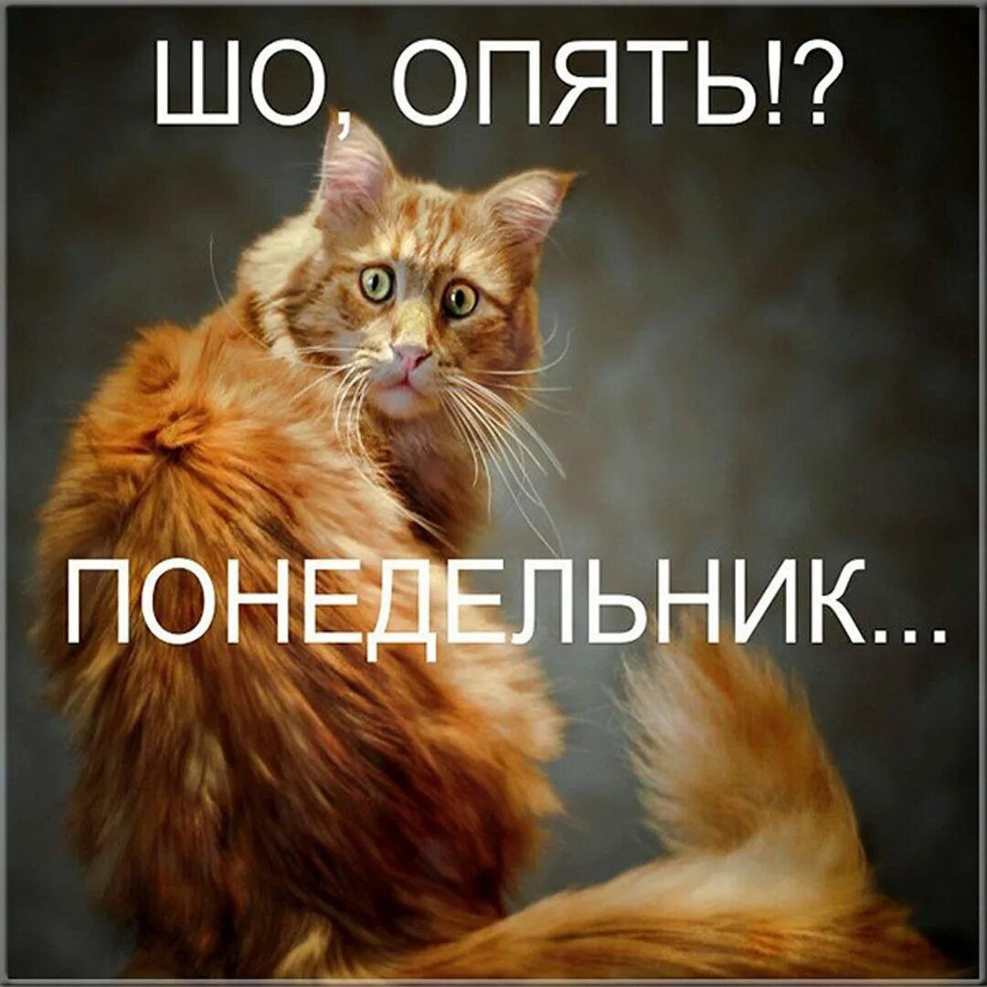 ШО ОПЯТЬ