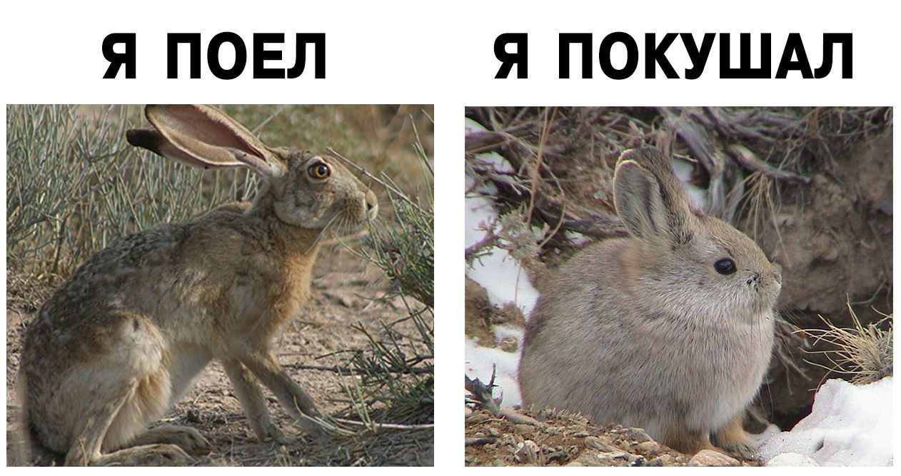 Я ПОЕЛ Я ПОКУШАЛ