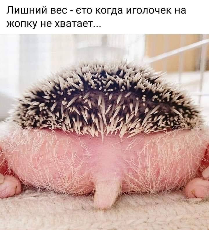 Лишний вес ето когда игопочек на жопку не хватает