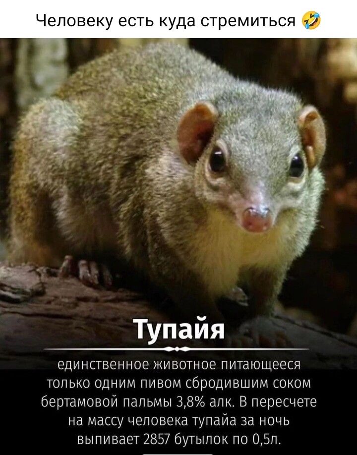 Человеку есть куда стремиться Тупайя единственное животное питающееся только одним пивом бродившим соком бертамовой пальмы 35 апк В пересчете на массу чеповека тупайа за ночь выпивает 2857 бутылок по 05п