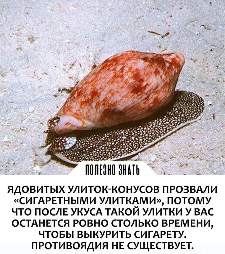 иппшииипь Д ЯДОВИТЫХ УЛИТОК КОНУСОВ ПРОЗВАЛИ СИГАРЕТНЫМИ УЛИТКЁМИ ПОТОМУ ЧТО ПОСЛЕ УКУСА ТАКОЙ УЛИТКИ У ВАС ОСТАНЕТСЯ РОВНО СТОЛЬКО ВРЕМЕНИ ЧТОБЫ ВЫКУРИТЬ СИГАРЕТУ ПРОТИВОЯДИЯ НЕ СУЩЕСТВУЕТ