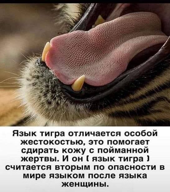 Язык тигра отличается особой жестокостью это помогает сдирать кожу с пойманной жертвы И он язык тигра считается вторым по опасности в мире языком после языка женщины