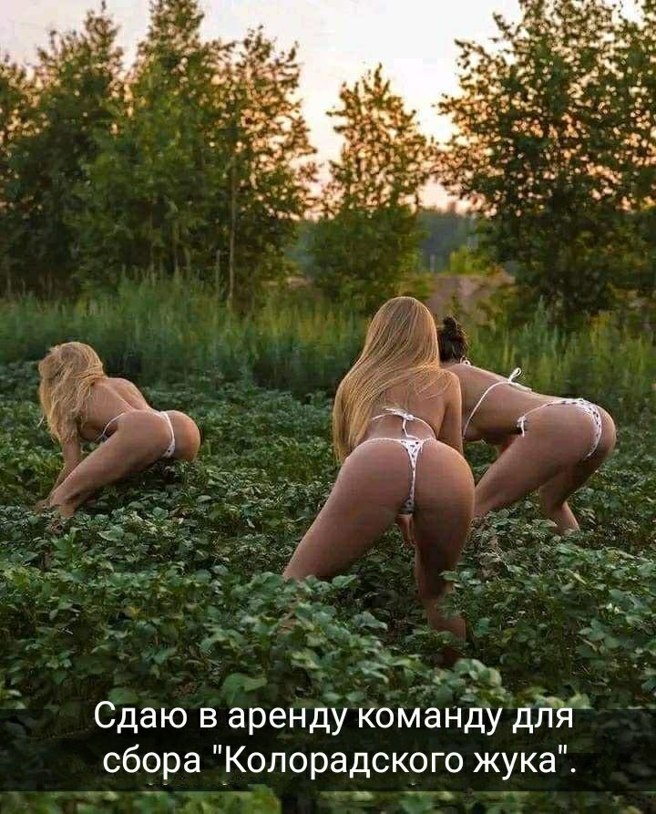 Сдаю в аренду команду дйй сбора Колорадского жука