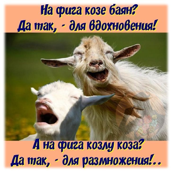 козла дмг размножаен