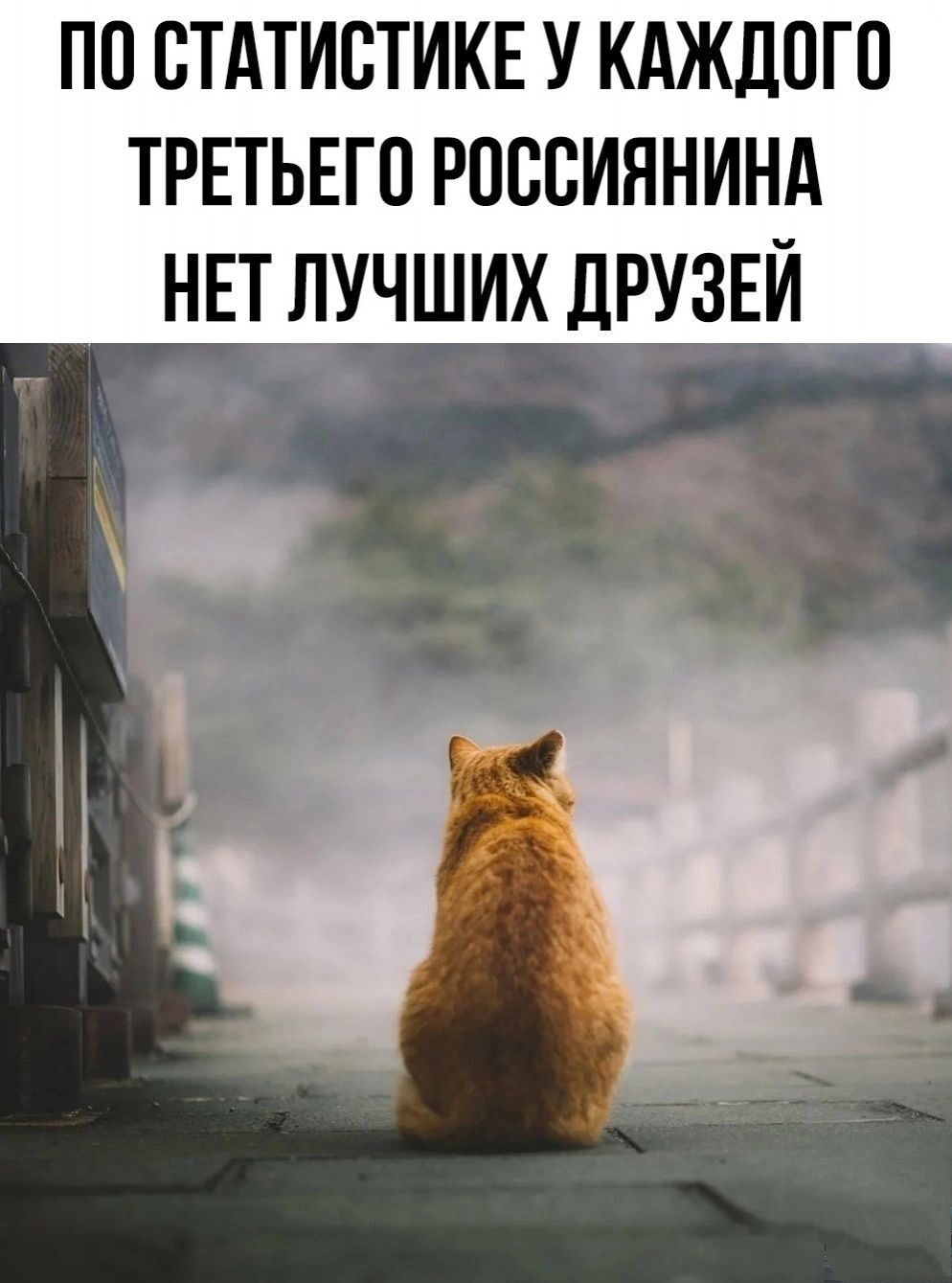ПП СТАТИСТИКЕ У КАЖДОГО ТРЕТЬЕГО РПСВИННИНА НЕТ ЛУЧШИХ дРУЗЕЙ