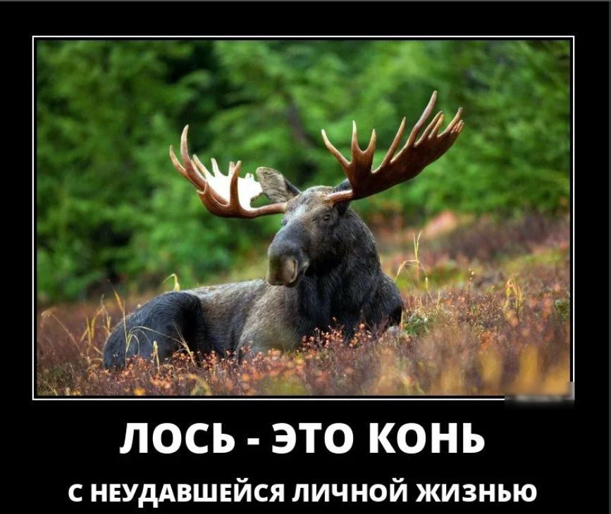 чЁ ЛОСЪ ЭТО КОНЪ с НЕУДАВШЕЙСЯ личной жизнью