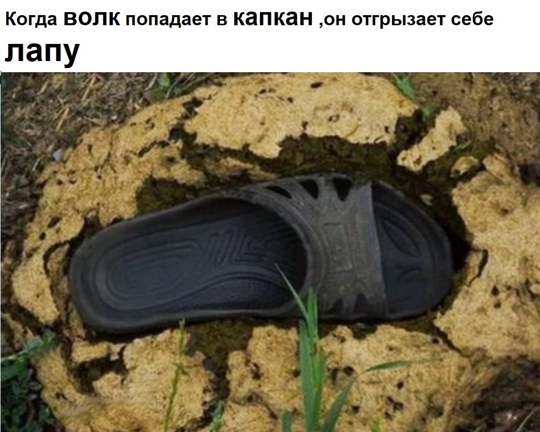 когда волк попадает в капкан он оттрызает себе лапу