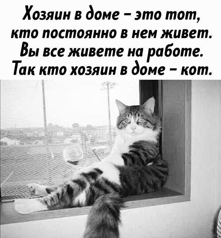 Хозяин в доме это тот кто постоянно в нем живет Вы все живете на работе Так кто хозяин в доме кот