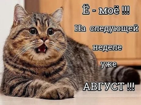 Шелёдіім ющей