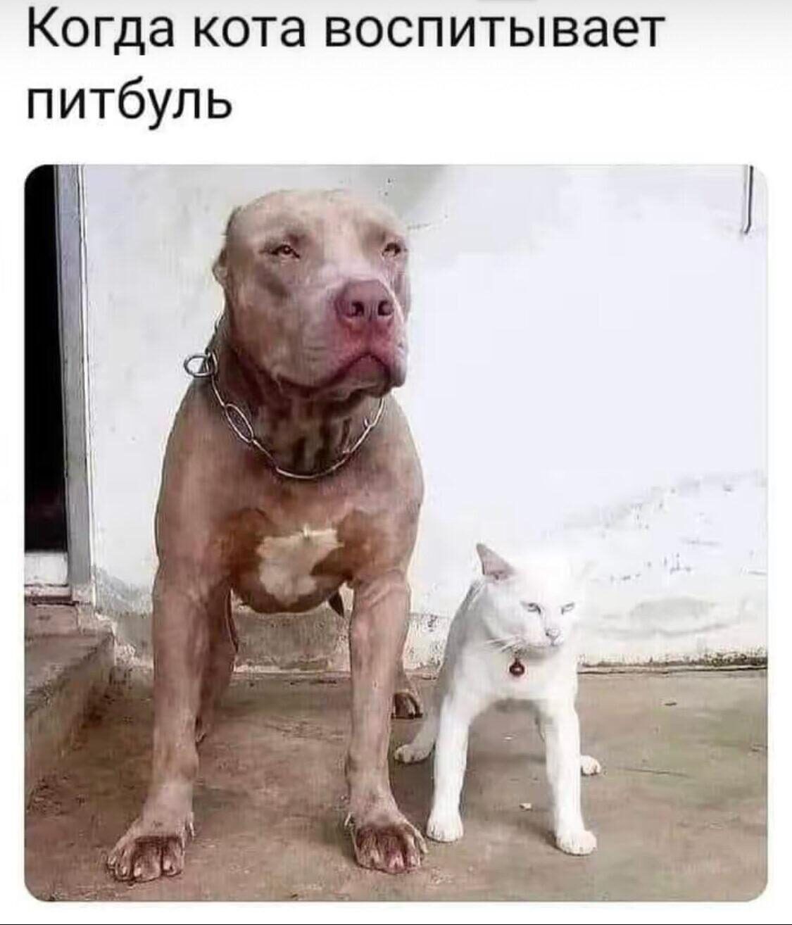 Когда кота воспитывает питбуль