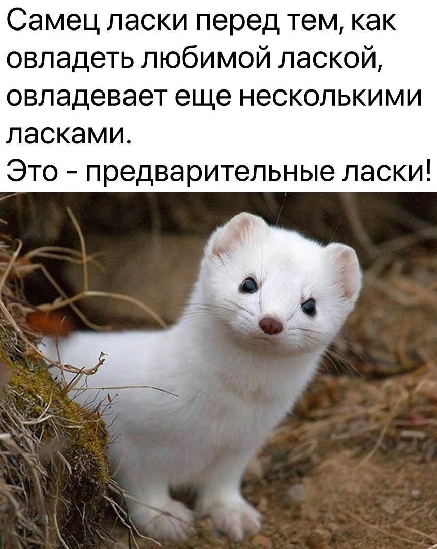 Самец ласки перед тем как овладеть любимой лаской овладевает еще несколькими ласками Это предварительные ласки
