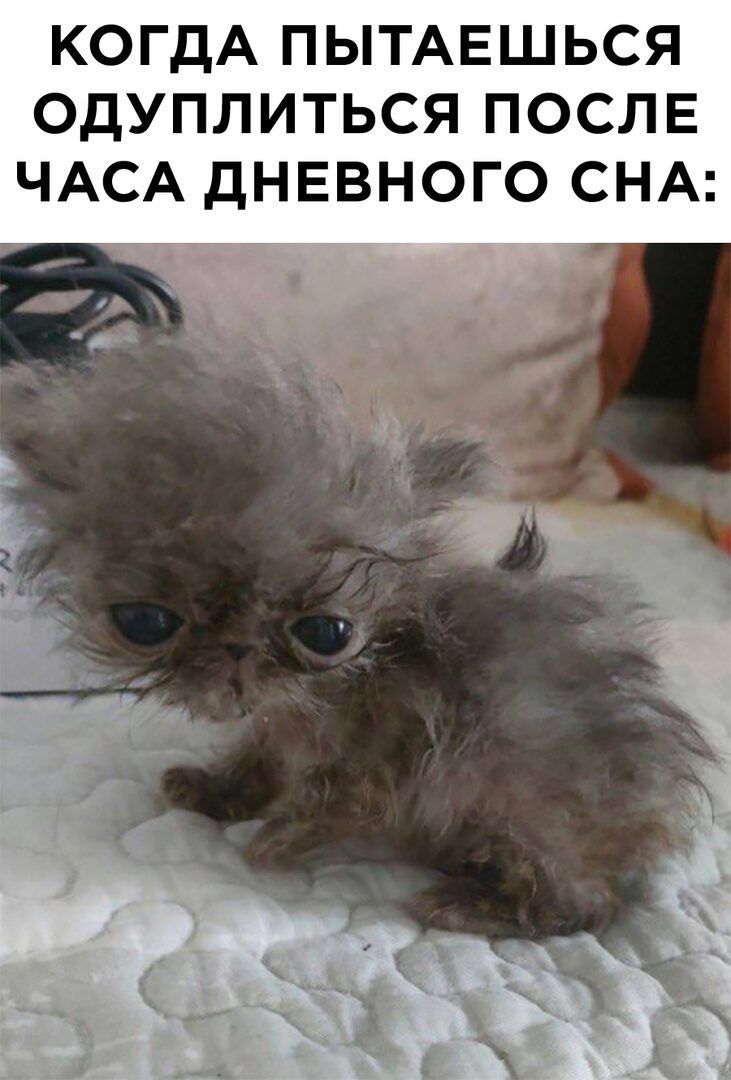 КОГДА ПЫТАЕШЬСЯ ОДУПЛИТЬСЯ ПОСЛЕ ЧАСА дНЕВНОГО СНА