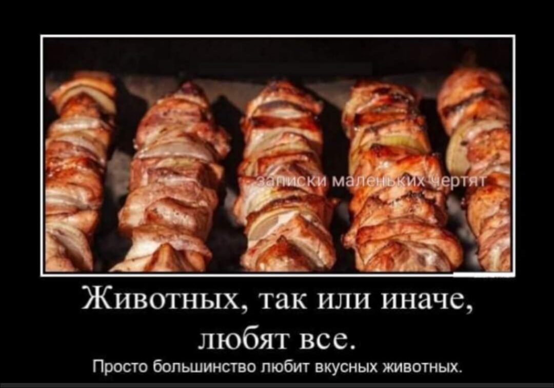 Животных так или иначе любят все Прост Балымспо тм пустых яви