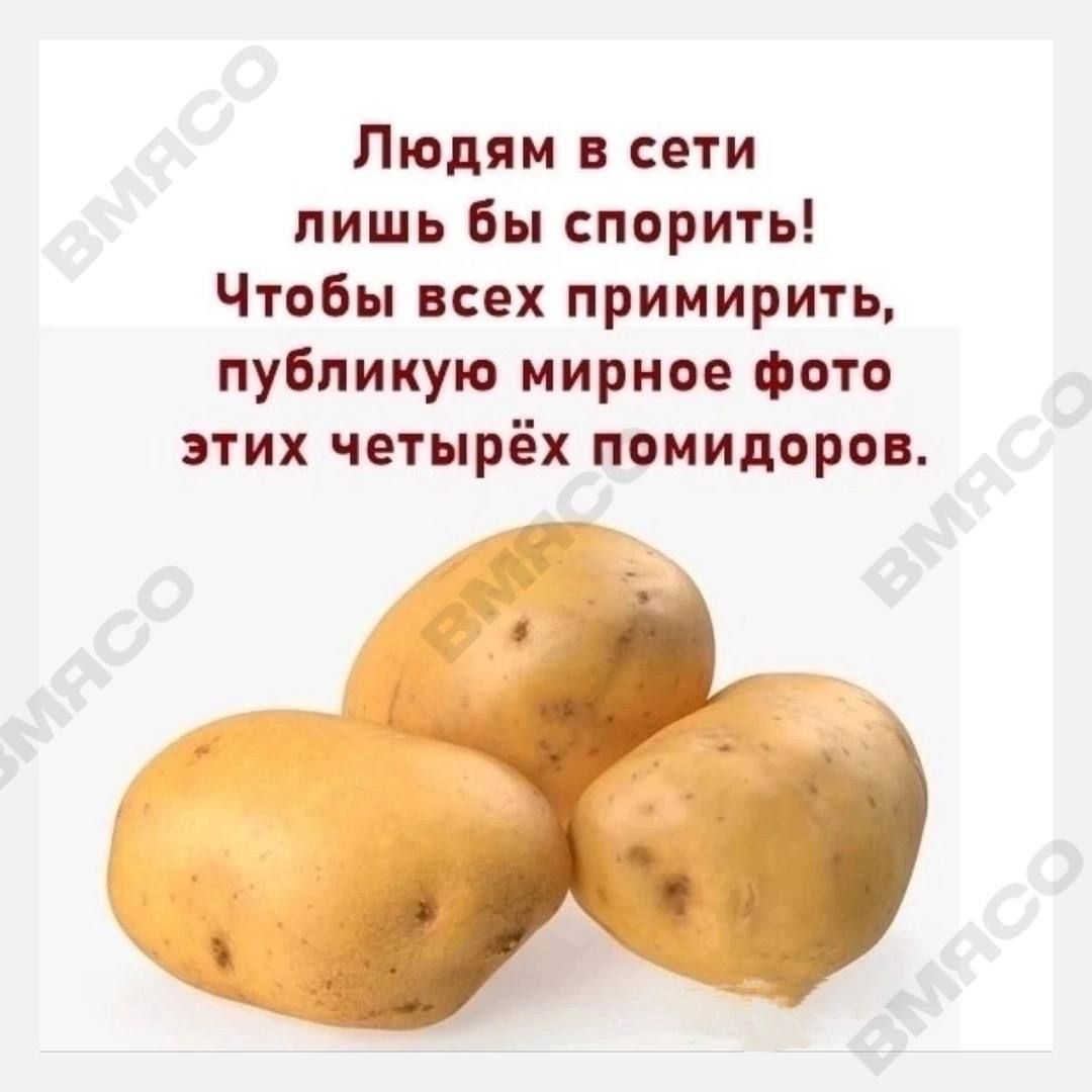 Людям сети лишь бы спорить Чтобы всех примирить публикую мирное фото их четырёх помидоров