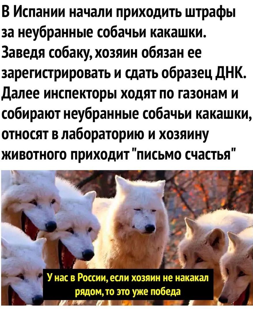 В Испании начали приходить штрафы за неубранные собачьи какашки Заведя собаку хозяин обязан ее зарегистрировать и сдать образец дНК далее инспекторы ходят по газонам и собирают неубранные собачьи какашки относят в лабораторию и хозяину животного приходит письмо счастья