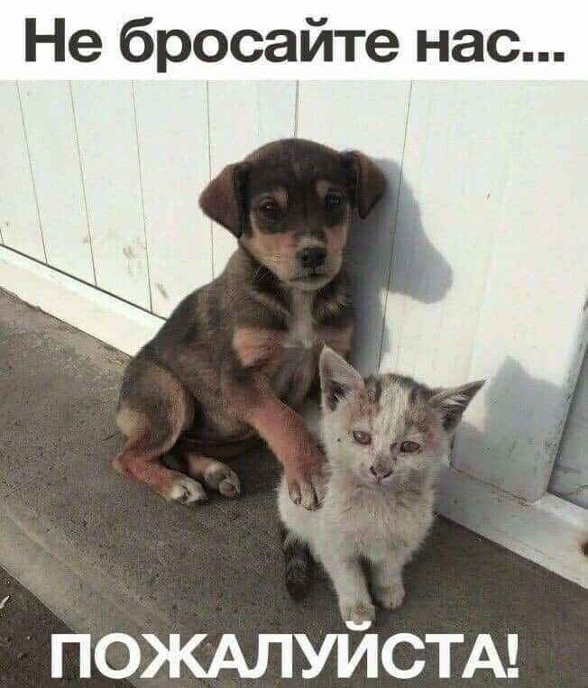 Не бросайте нас ча ПОЖАЛУЙСТА