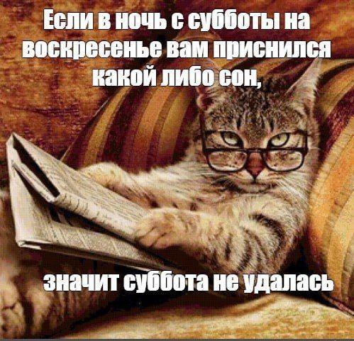 Боливии стать житие шиншил ииойппііии 74 ___
