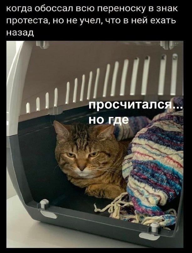 когда обоссал всю переноску в знак протеста но не учел что в ней ехать назад В Ё НО 51