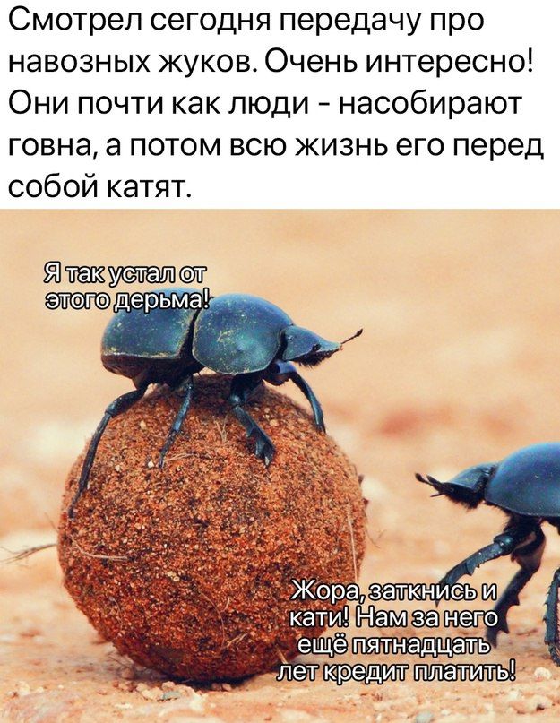 Смотрел сегодня передачу про навозных жуков Очень интересно Они почти как люди насобирают говна а потом всю жизнь его перед собой катят