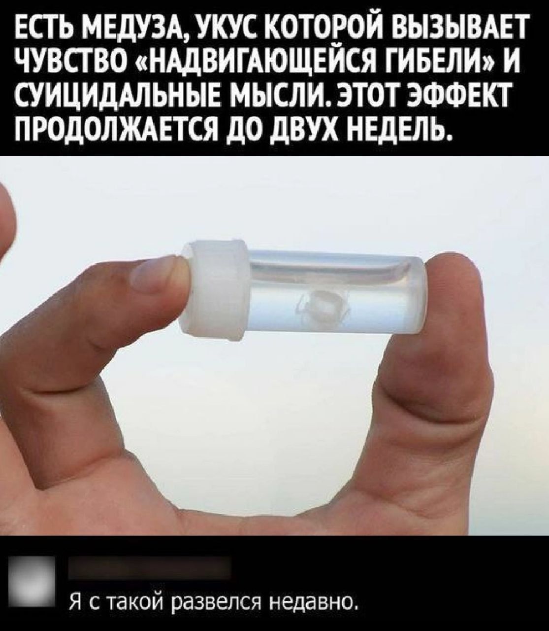 ЕСТЬ МЕдУЗА УКУС КОТОРОЙ ВЫЗЫВАЕТ ЧУВСТВО НАДВИГАЮЩЕЙСЯ ТИБЕЛИ И СУИЦИДАЛЬНЫЕ МЫСЛИЭТОТ ЭФФЕКТ ПРОДОЛЖАЕТСЯ дО дВУХ НЕДЕЛЬ у я с такой развелся недавно