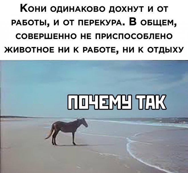 Кони ОДИНАКОБО дохнут и от РАБОТЫ и от ПЕРЕКУРА В овщнм СОВЕРШЕННО НЕ ПРИСПОСОБЛЕНО ЖИВОТНОЕ НИ К РАБОТЕ НИ К ОТДЫХУ ППЧЕМН ТПК