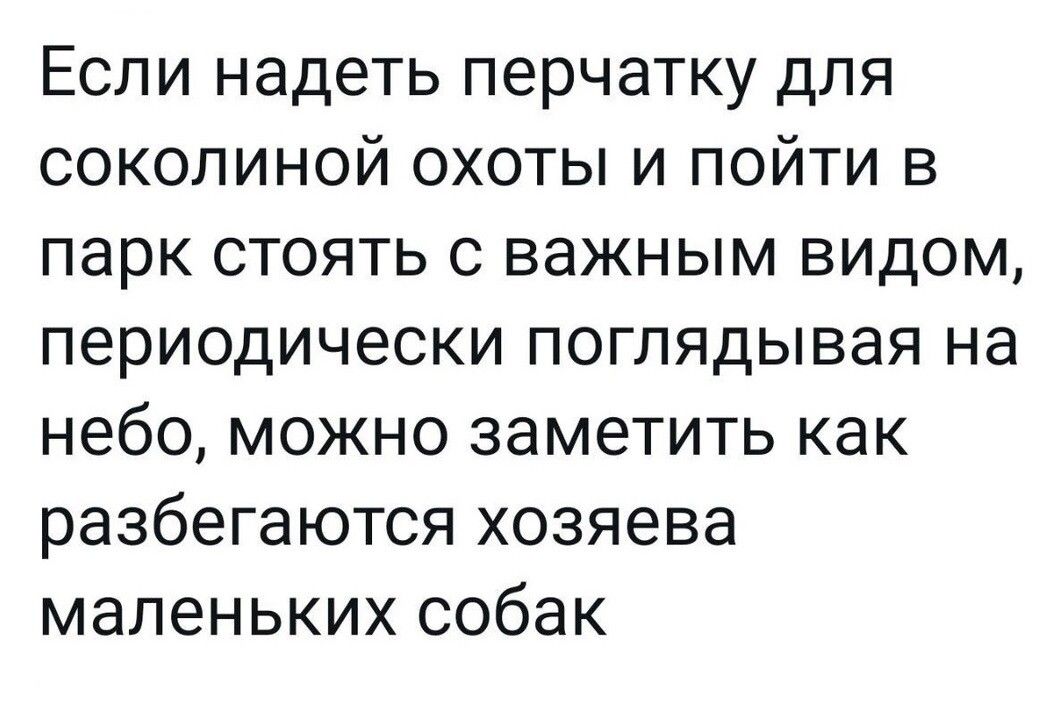 Если надеть перчатку для соколиной охоты и пойти в парк стоять с важным видом периодически поглядывая на небо можно заметить как разбегаются хозяева маленьких собак