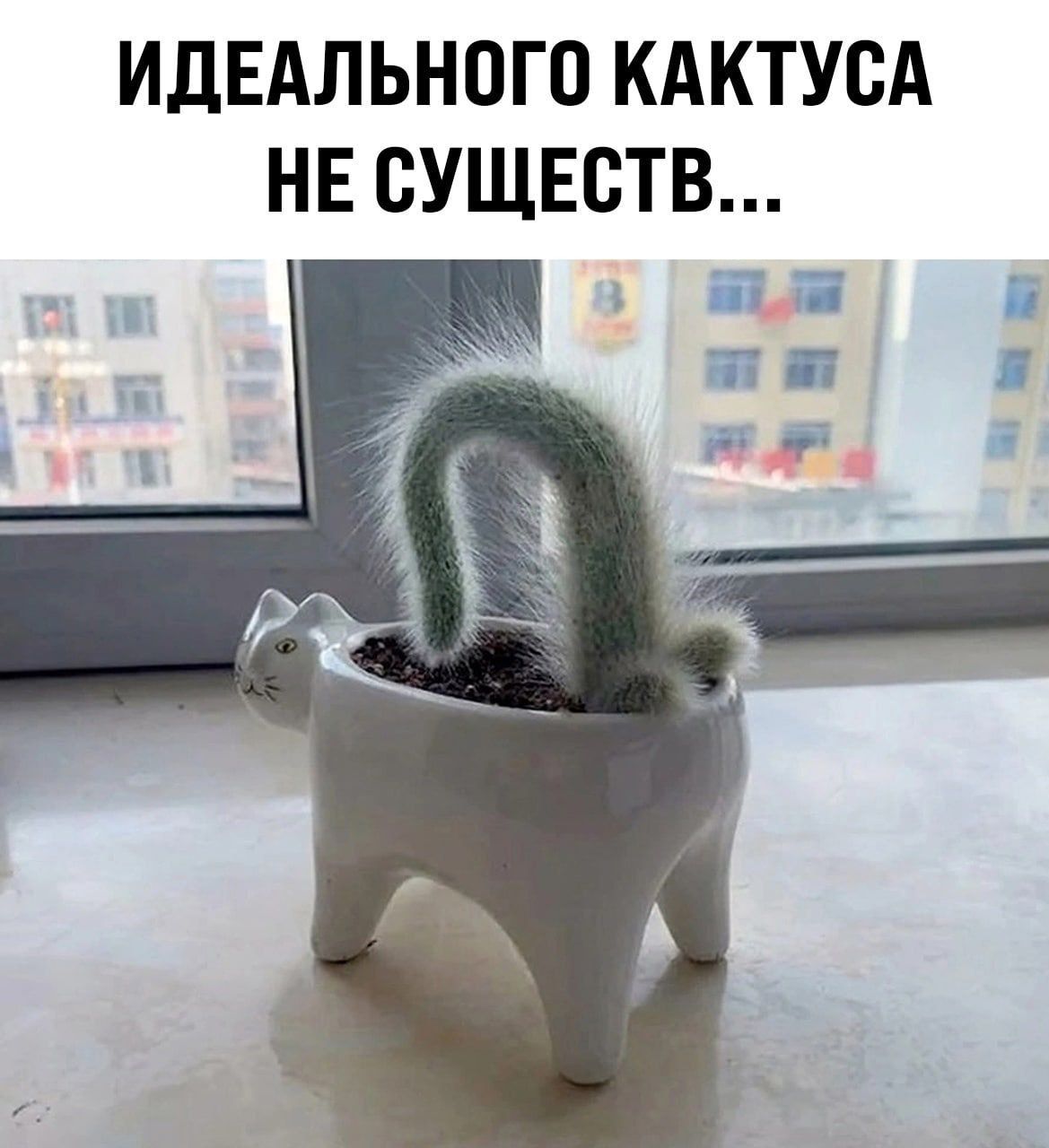 ИДЕАЛЬНОГО КАКТУСА НЕ СУЩЕСТВ