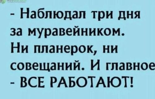Наблюдал три дня за муравейником Ни ппанерок ни совещаний И главное ВСЕ РАБОТАЮТ