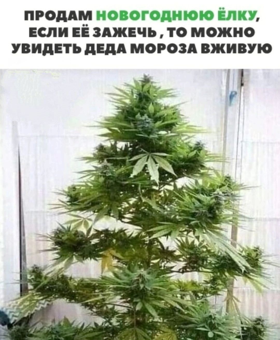 ПРОДАМ ЕСЛИ ЕЁ 3ЕЧЬ ТО МОЖНО УВИДЕТЬ и МОРОЗА ЖИВУЮ А