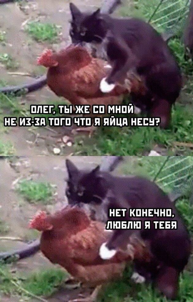 9 пп тыж п мнпиь тпгп тп я яйца неси _