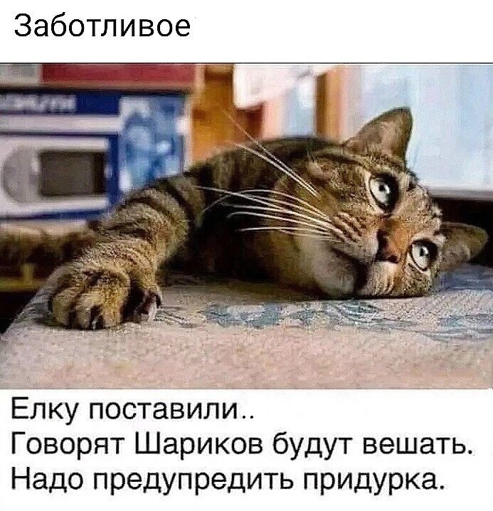 Заботливое Елку поставили Говорят Шариков будут вешать Надо предупредить придурка