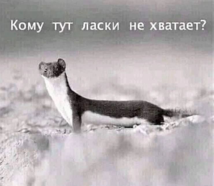 Кому тут ласки не хватает