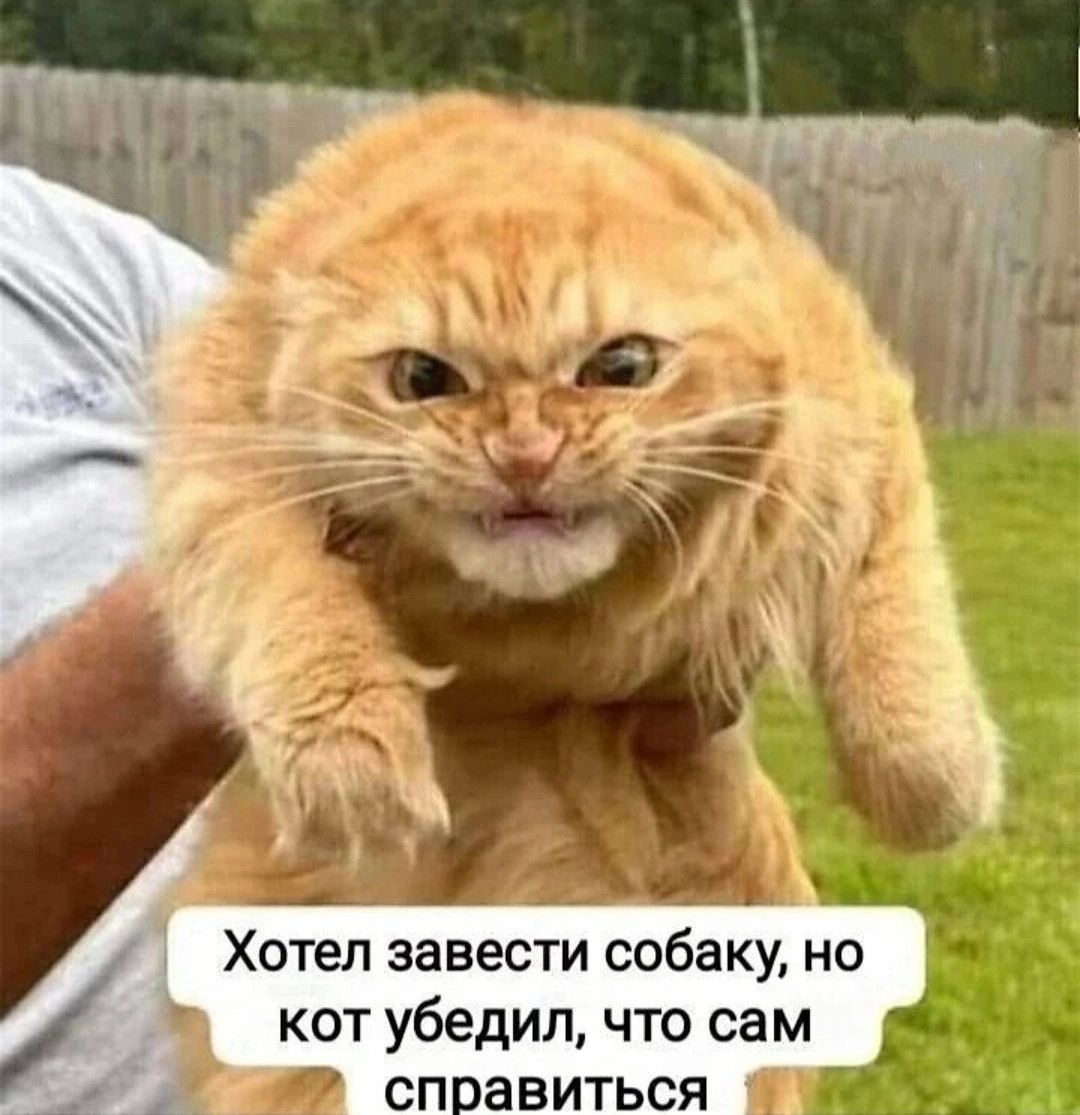 Хотел завести собаку но кот убедил что сам _1 справиться _
