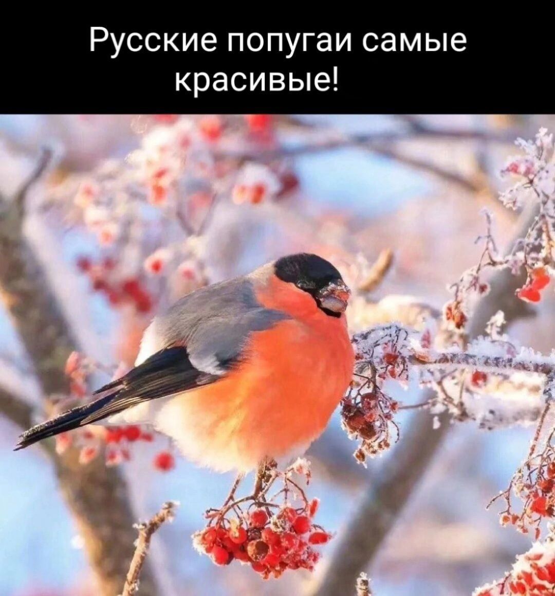 Русские попугаи самые красивые