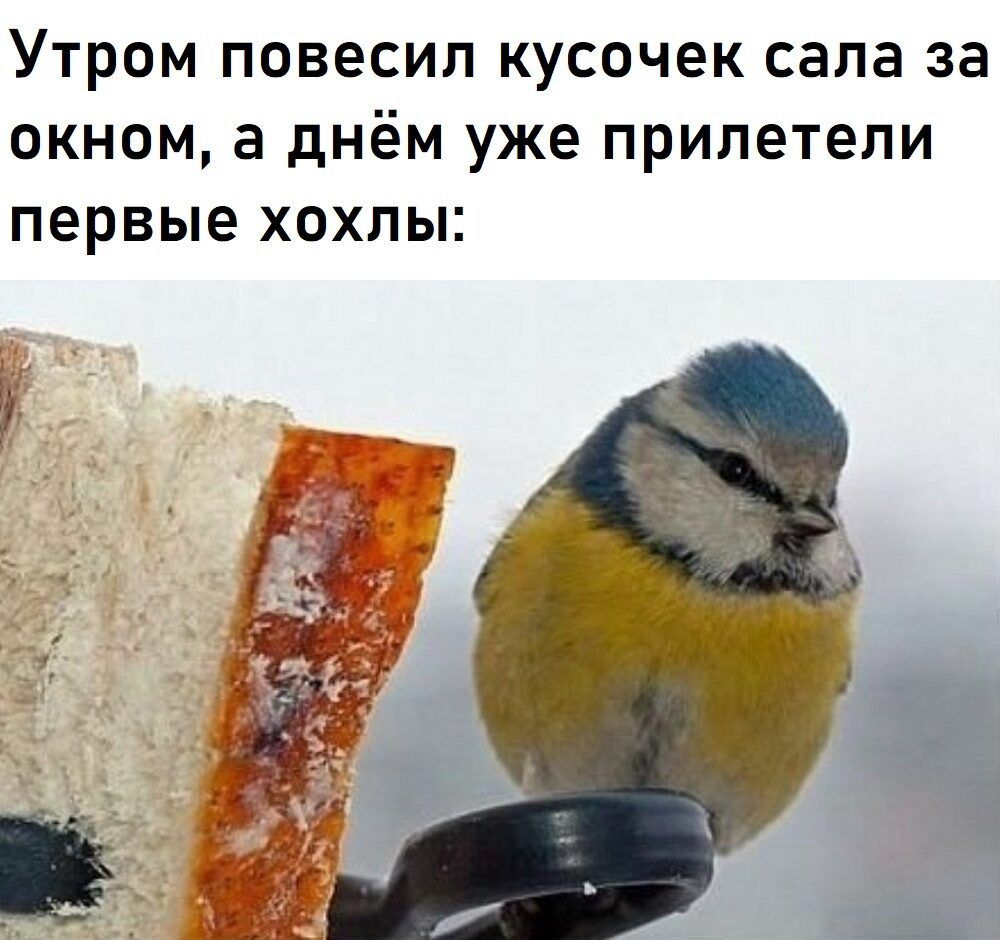 УТРОМ ПОВЕСИЛ КУСОЧЕК сапа за ОКНОМ а днём уже ПРИПЭТЕПИ ПЕРВЫЕ ХОХЛЫ