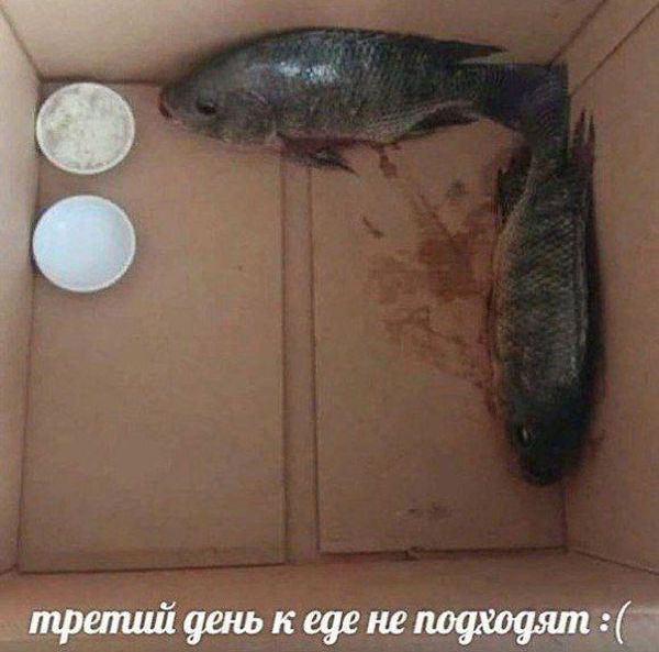 _трипийцишкщенепоахоаятцд