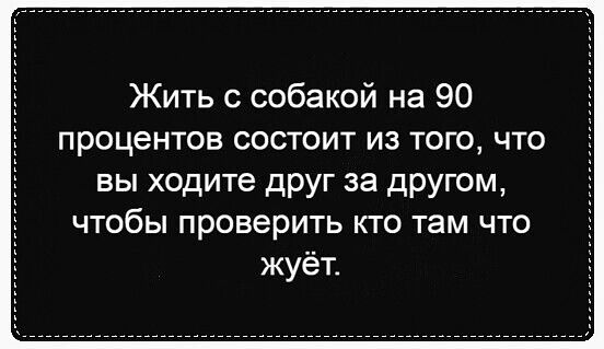 Жить с собакой на 90 процентов состоит из того что вы ходите друг за другом чтобы проверить кто там что жуёт