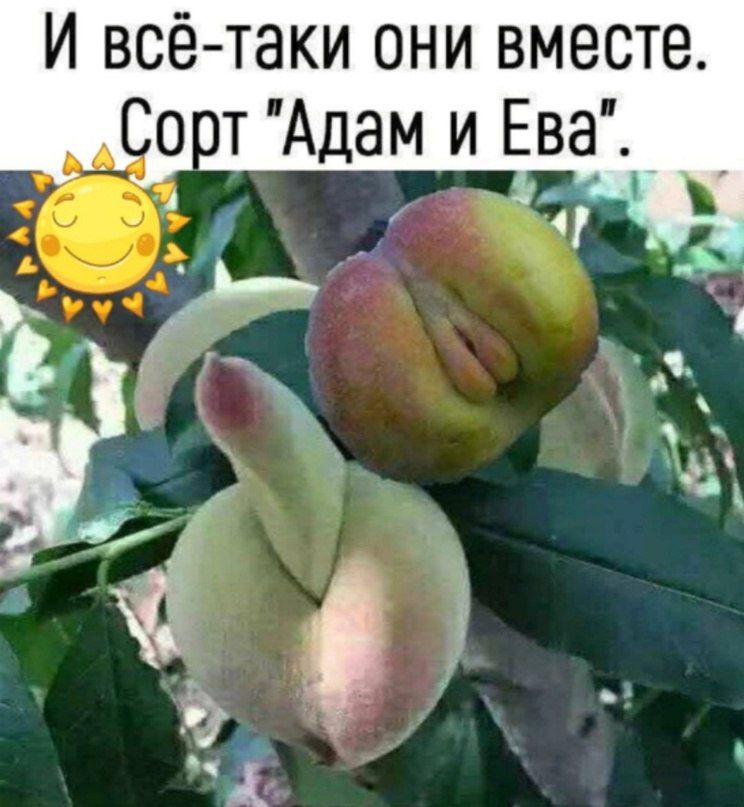 И всё таки они вместе _ от Адам и Ева 6 А _ к ж