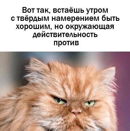 Вот так встаёшь утром с твёрдым намерением быть хорошим но окружающая действительность против