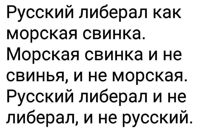 Русский либерал как морская свинка Морская свинка и не свинья и не морская Русский либерал и не либерал и не русский