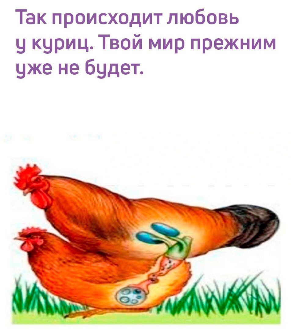 Так происходит любовь 9 куриц Твой мир прежним уже не будет а