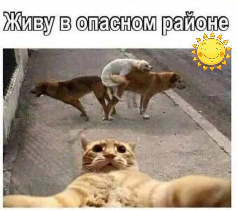 Живу опаеном раин