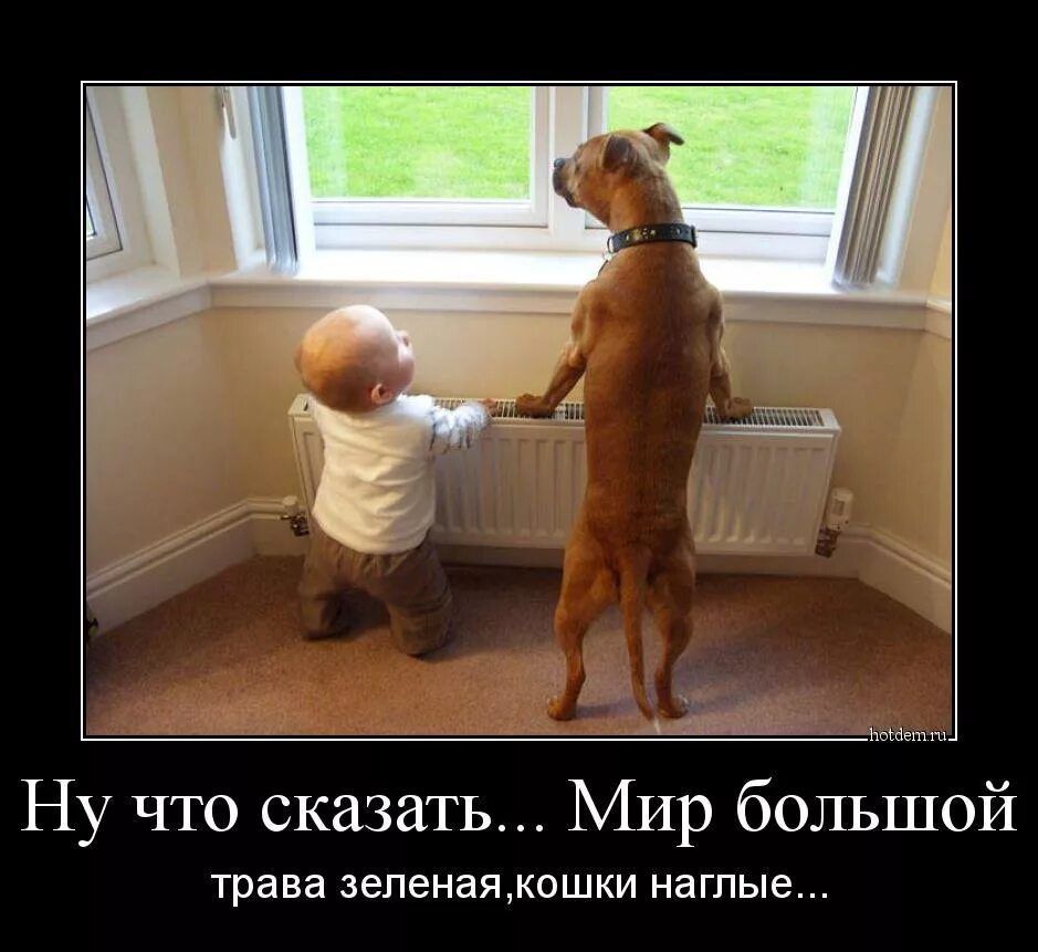 _ _ __ Ну что сказать Мир большой трава зеленаякошки наглые