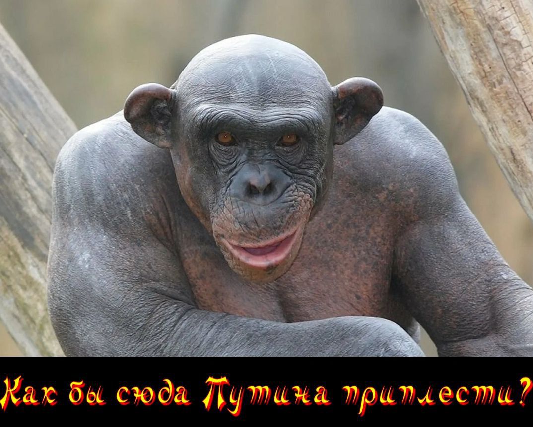 Уродливая обезьяна