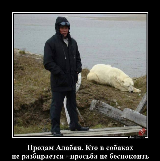 Продам Апабая Кто в собаках не разбирается просьба не беспокоить