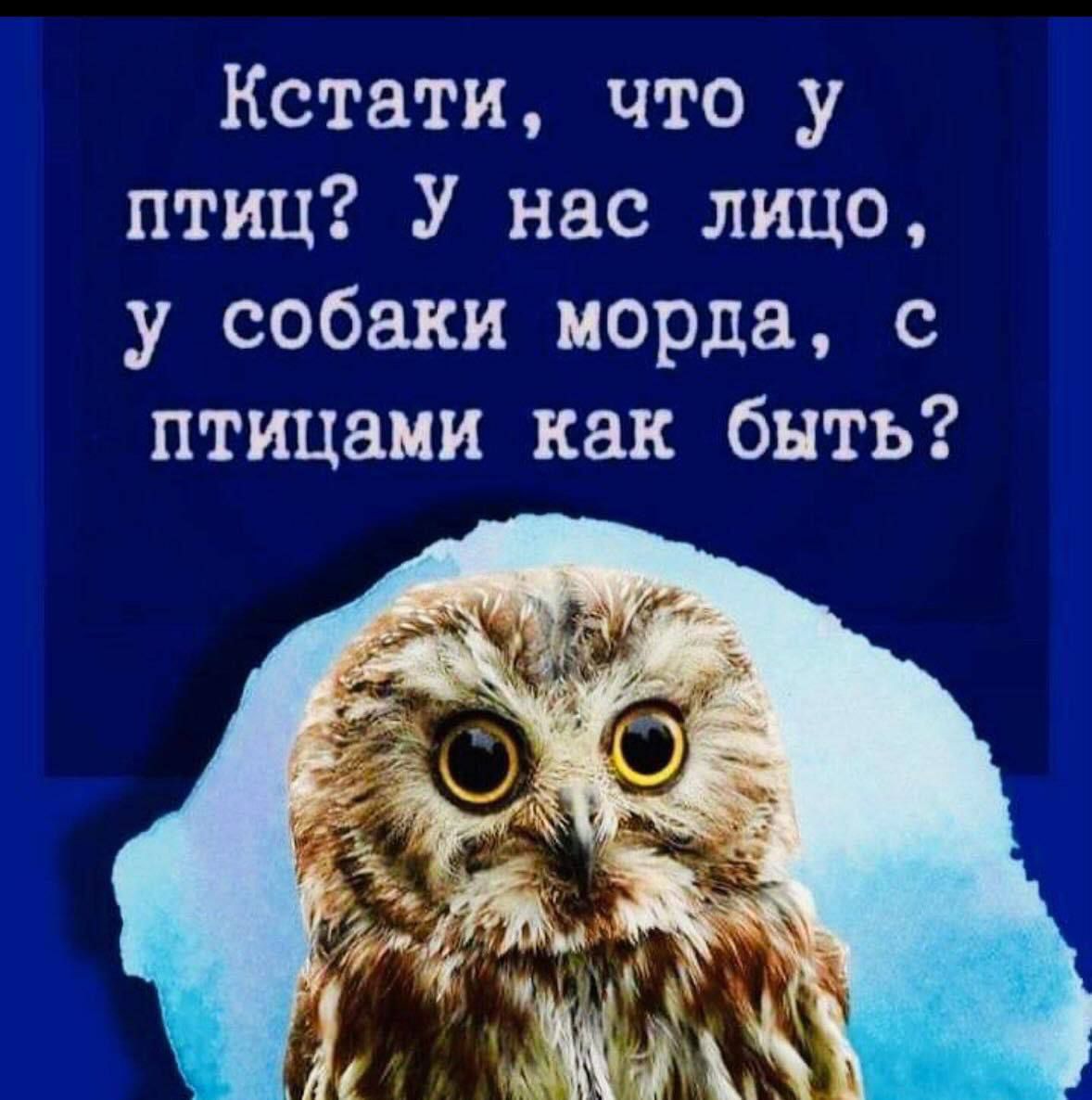Кстати что у птиц У нас лицо у собаки морда с птицами как быть