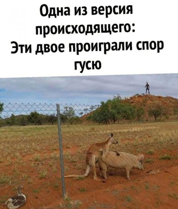 Одна из версия происходящего Эти двое проиграли спор гусю