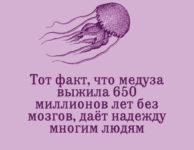 Тот факт что медуза выжила 650 миллионсзв лет без мозгов дает надежду многим людям